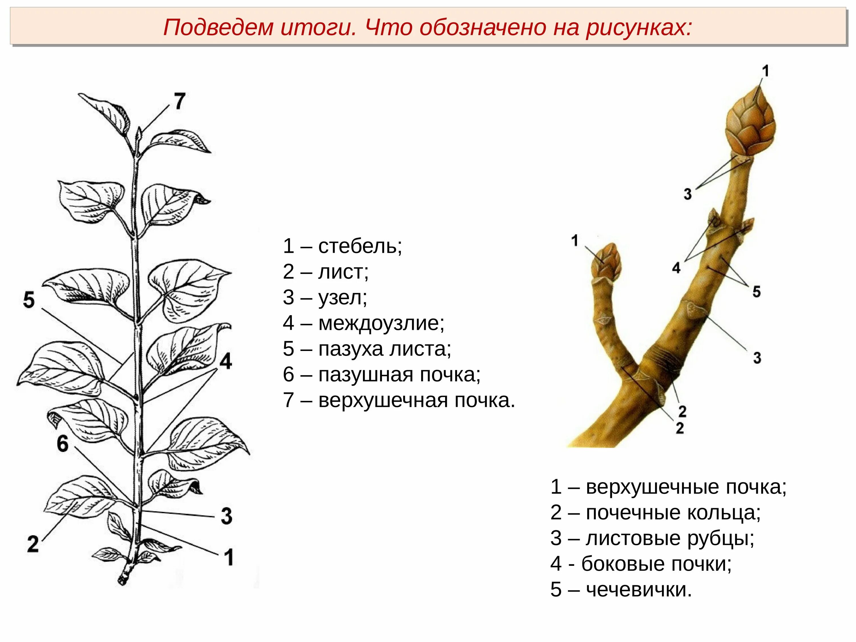 Верххушечная -почки побегов. Внешнее строение побега. Строение побега 6 класс. Побег стебель почки.