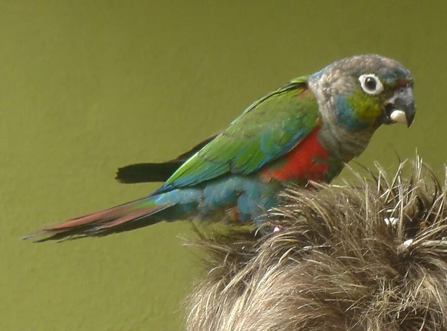 Вид попугаев 6. Жемчужный краснохвостый попугай. Попугай синелобый краснохвостый. Краснохвостый пиррура. Краснохвостый жако.
