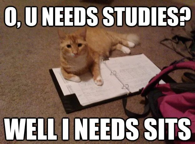 Cat studying. Study memes. Studying meme. Studying Мем.