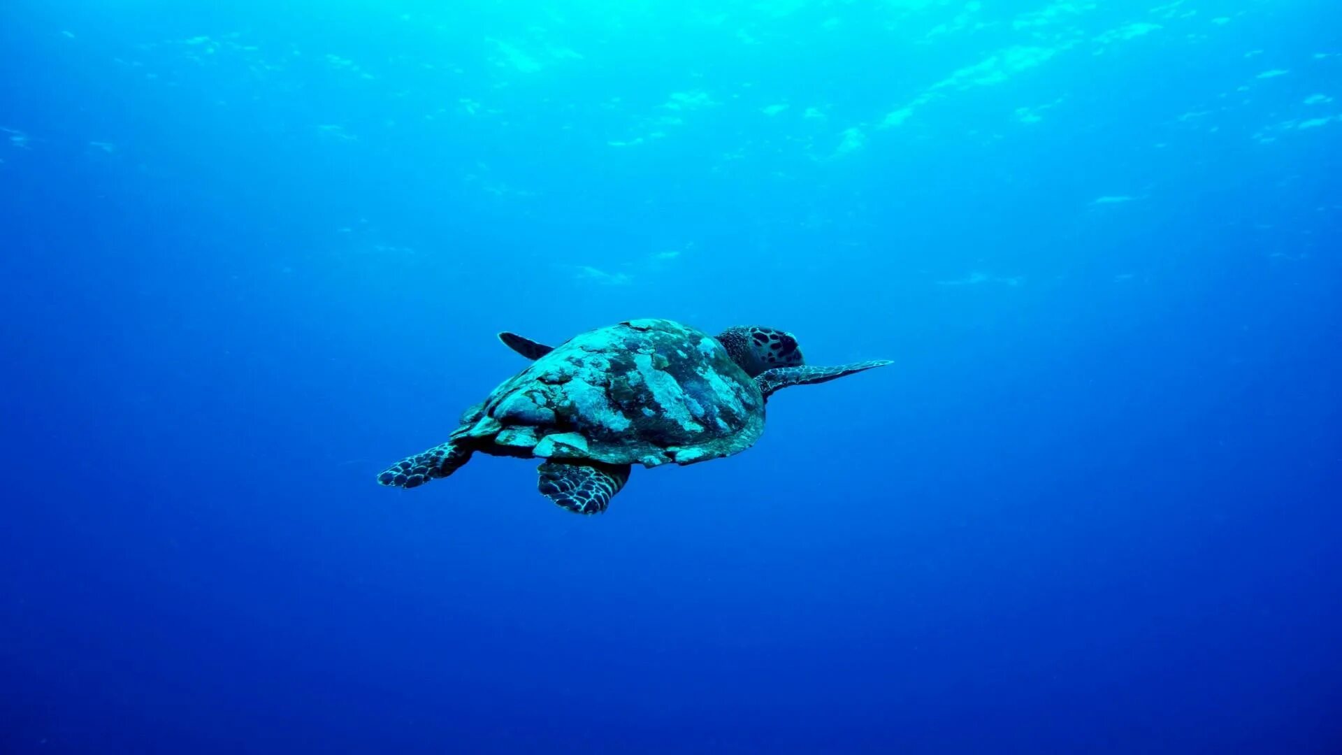 Turtle fd