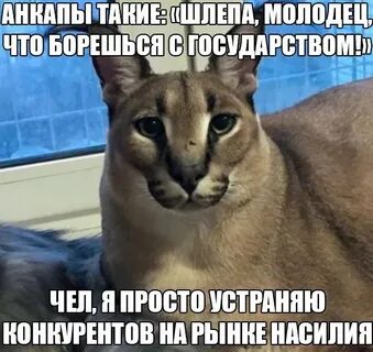 Щитпост это