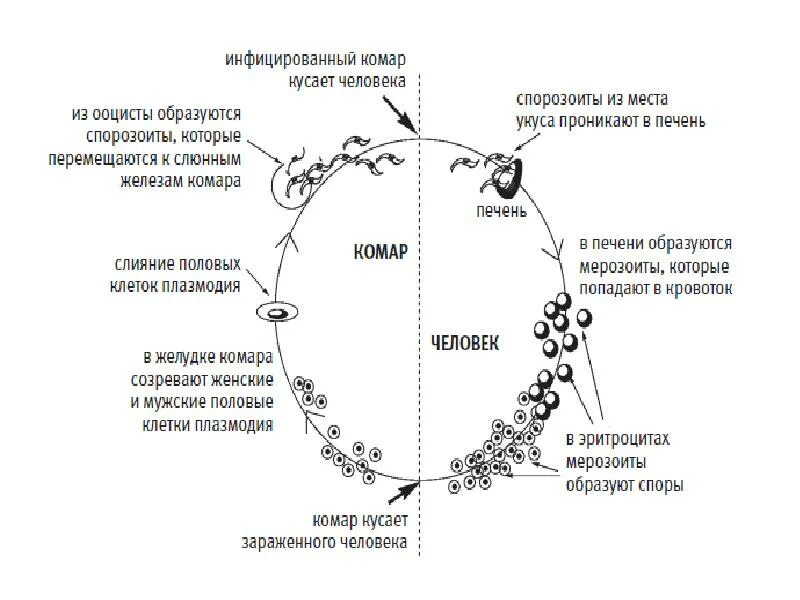 Стадии малярийного плазмодия в эритроцитах человека. Схема цикла малярного плазмодо. цикл развития малярийного плазмодия в комаре. этапы развития малярийного плазмодия схема. стадии жизненного цикла малярийного плазмодия.