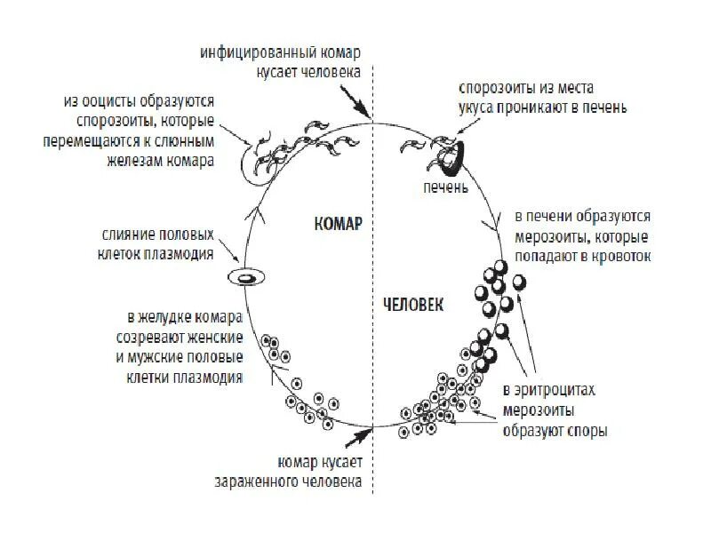 Можно ли считать человека окончательным хозяином малярийного. Схема цикла малярного плазмодо. Цикл развития малярийного плазмодия в Комаре. Цикл развития малярийного пл. Цикл развития малярийного плазмолиза схема.