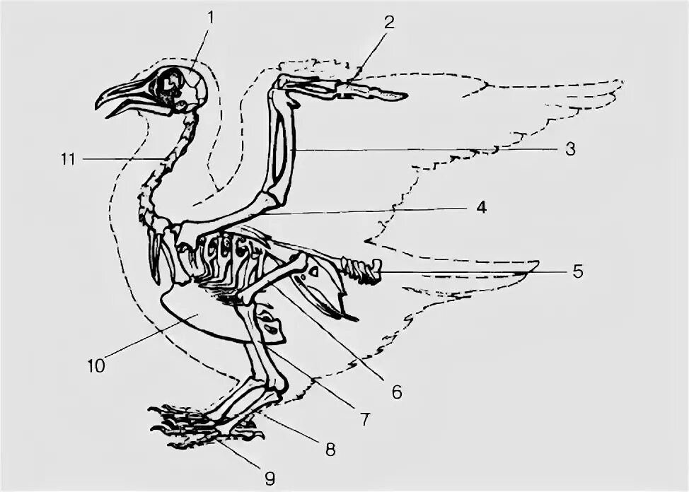 Скелет птицы биология 7 класс. Внутреннее строение птицы скелет. Скелет птицы биология 8 класс. Скелет голубя биология 7 класс.
