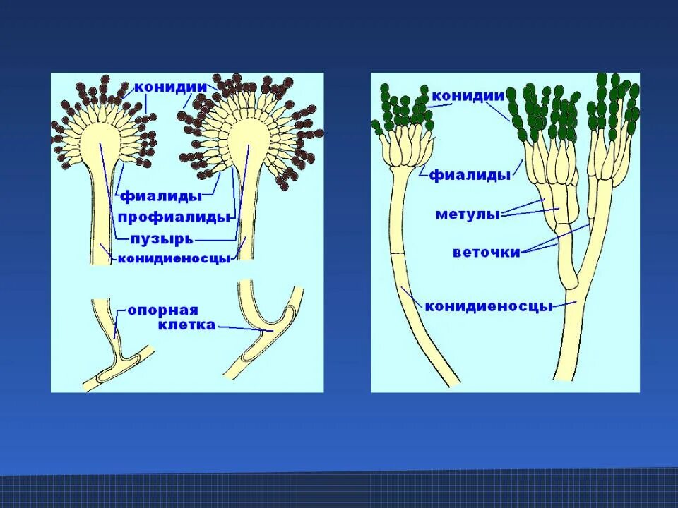 Строение и значение пеницилла. Конидиеносец aspergillus. пеницилл и аспергилл. конидиеносцы пеницилла.