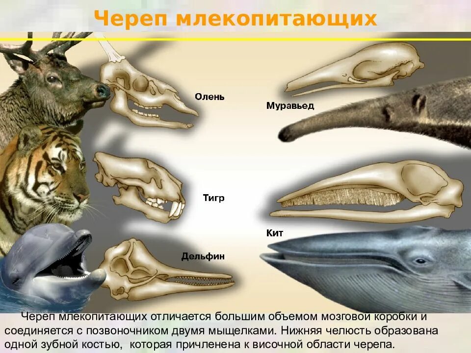 Зубная формула китообразных. Отряды млекопитающих строение черепа. Строение зубов млекопитающих биология 7 класс. Зубная система млекопитающих анатомия. Почему зубы млекопитающих отличаются