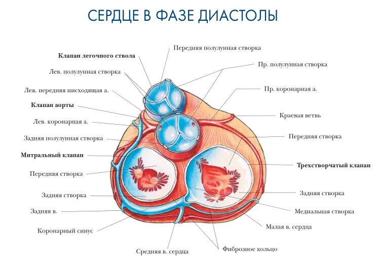 Строение клапана легочного ствола. Створки клапана легочного ствола. Легочный клапан створки анатомия. Полулунный клапан легочной артерии.