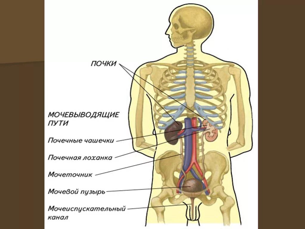 Местоположение почек в организме