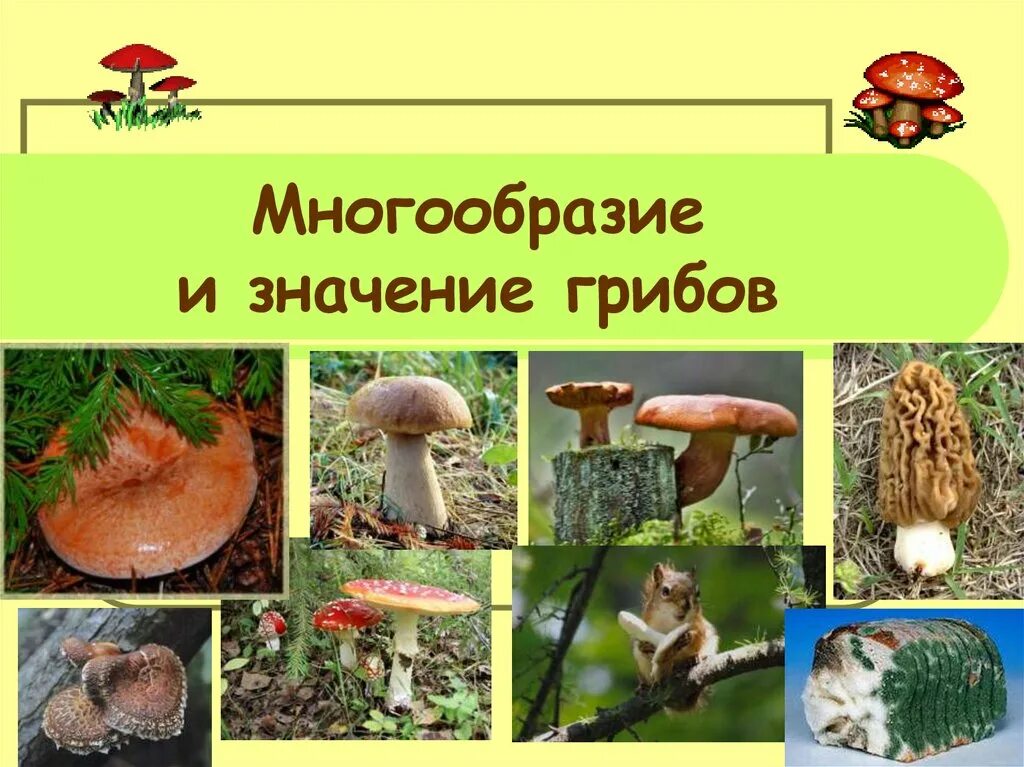 Многообразие и значение. Многообразие и значение грибов. многообразие грибов в природе и в жизни человека. многообразие грибов их роль в жизни человека. сообщение о многообразии и значение грибов.