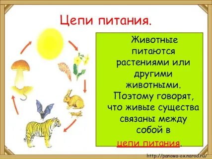 Значение слова живое существо
