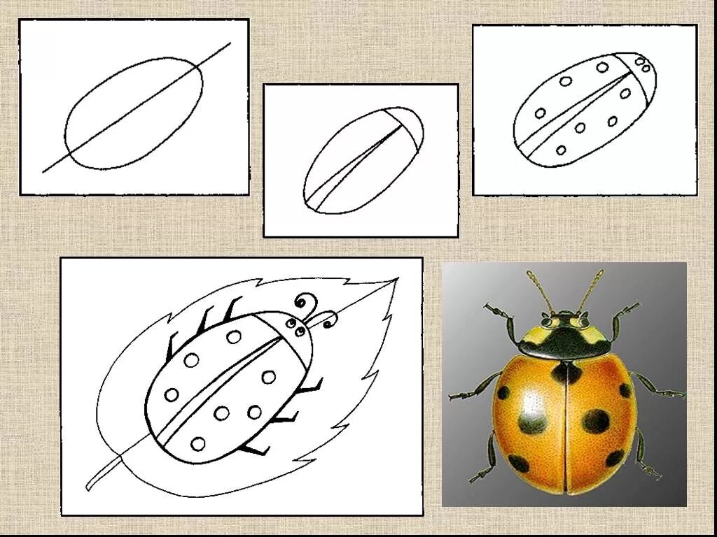 1 класс божья коровка. Рисование Божья коровка. Поэтапное рисование Божьей коровки. Этапы рисования Божьей коровки. Пошаговое рисование Божьей коровки для детей.