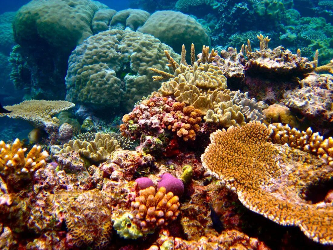 Great barrier reef corals. Большой Барьерный риф. Коралловые рифы большой Барьерный риф. Великий Барьерный риф Австралия. Большой Барьерный риф Австралия подводный мир.