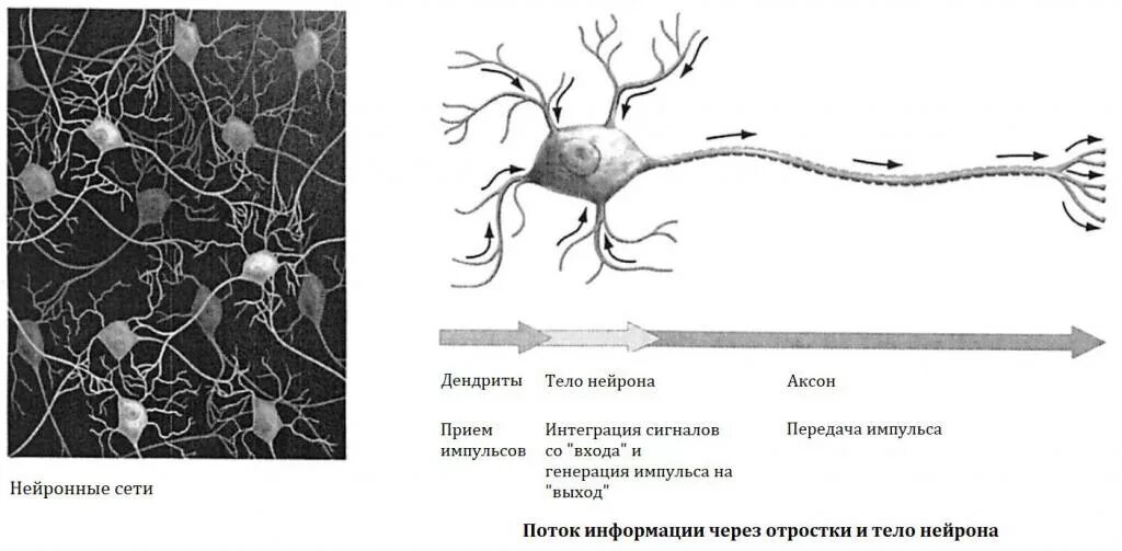 Аксон на схеме нейрона. Аксон дендрит синапс. Нейрон Аксон и дендриты функции. Схема передачи импульса нейрона.