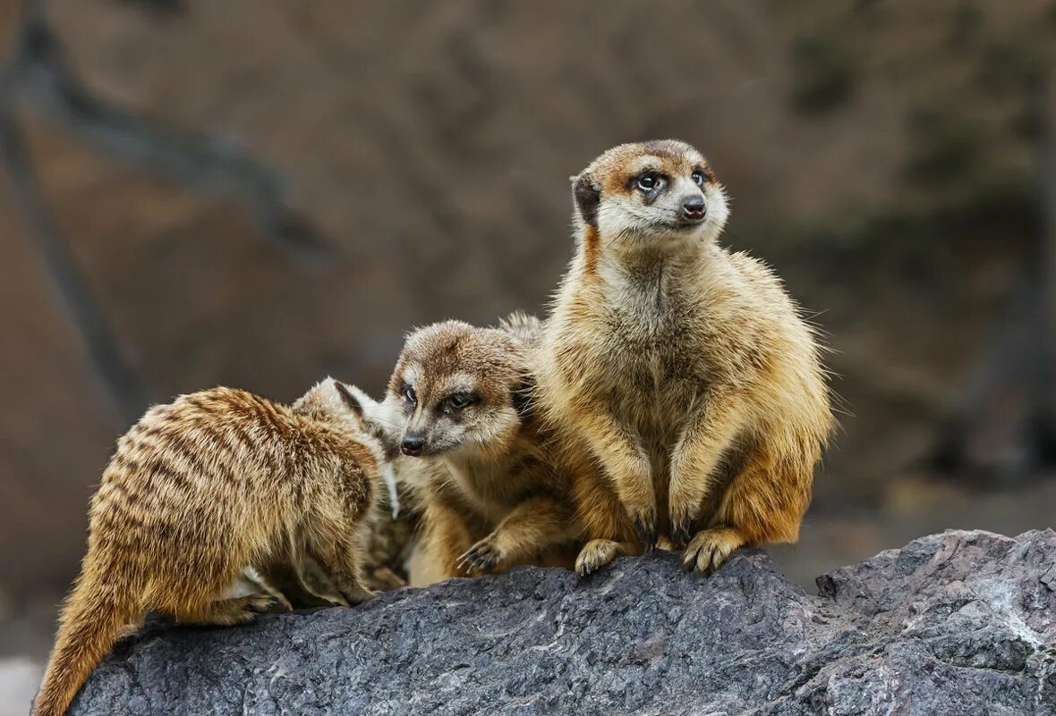 ярославский зоопарк сурикаты. сурикаты в московском зоопарке вольер. сурикат территория, калуга. ручной сурикат. сурикаты москва.