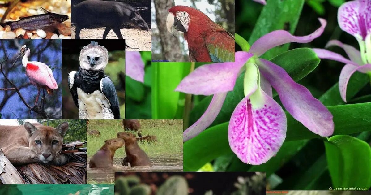 На разнообразие флоры и фауны влияют. Фауна Венесуэлы. Странные цветы фоюаунна. Хагатна фауна.