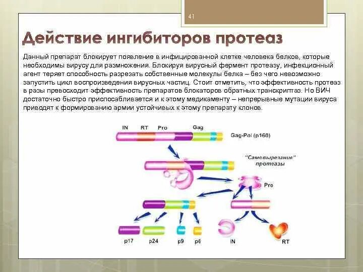 Ингибиторы протеазы механизм действия. Ингибиторы протеаз препараты. Ингибиторы протеаз вирусных препараты. Протеаза вируса. Ингибиторы белка