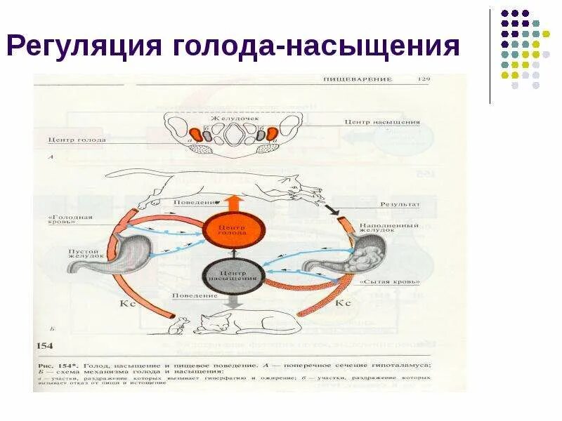 Регуляция голода и насыщения. Регуляция голода и сытости. Регуляция голода и сытости от физиологии. Насыщение это физиология. Регуляция голода и насыщения отдел мозга