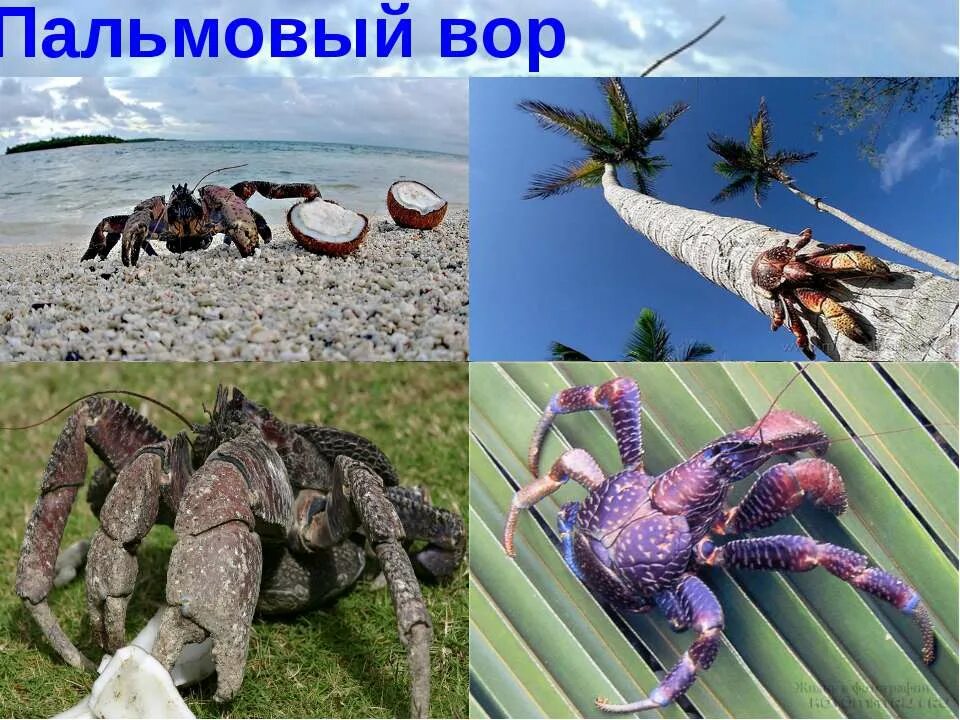 Ракоскорпионы характеристика. Биология 7 класс тип членистоногие класс ракообразные. Самый самый в типе членистоногие. Членистые конечности членистоногих. Членистоногие.