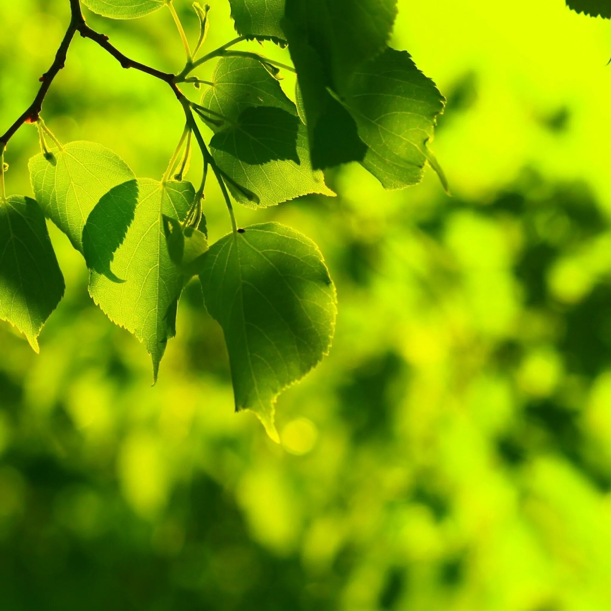 Бледно зеленый цвет листьев. Листья деревьев. Зеленый лист. Зелень листья. Листва березы.