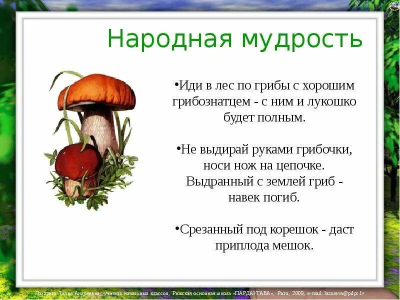 Путем грибной мудрости. Поговорки про грибов. Поговорки про грибы. Загадки для детей на тему грибы. Высказывания про грибы.