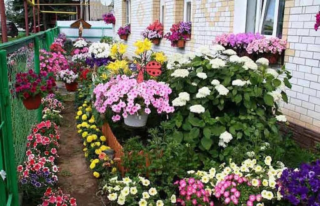 Какие цветы можно на улицу высадить
