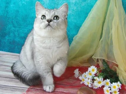 Британец шиншилла