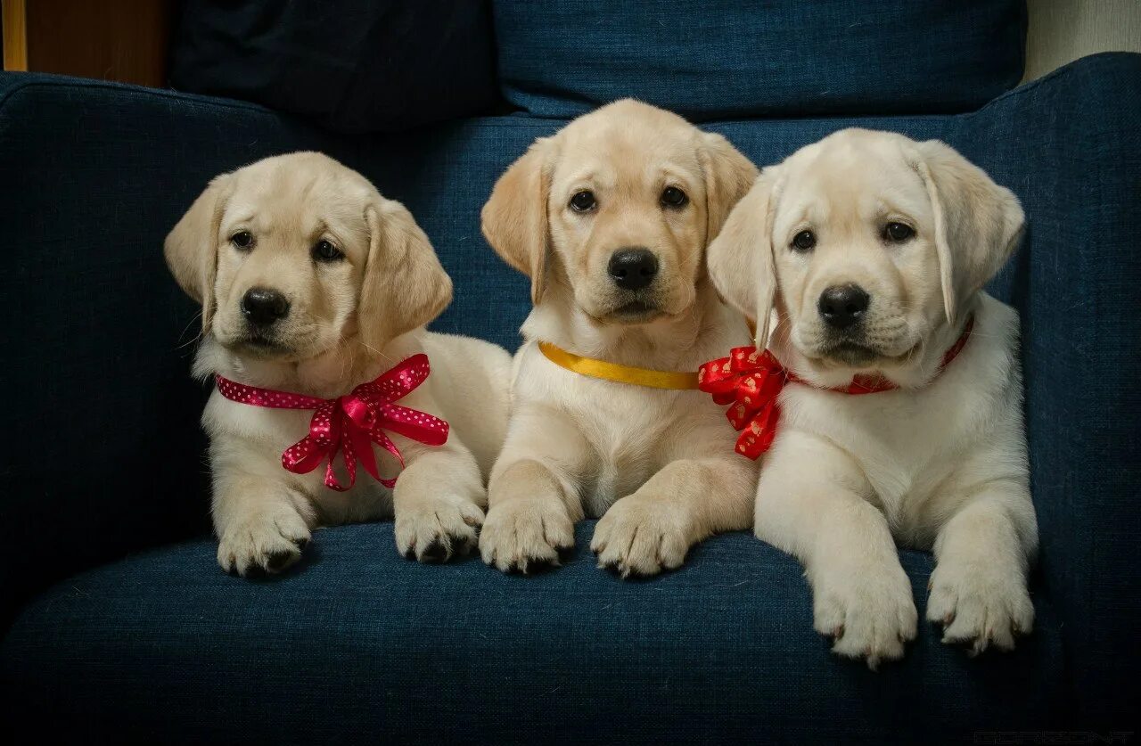 лабрадор ретривер породы собак. лабрадор ретривер. лабрадор кутенок. лабрадор ретривер. лабрадор ретривер породы собак.