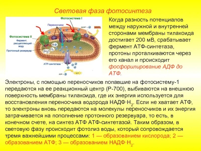 В световую фазу фотосинтеза происходит образование атф