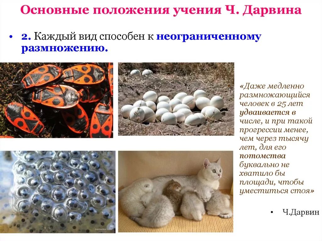 Медленно размножается
