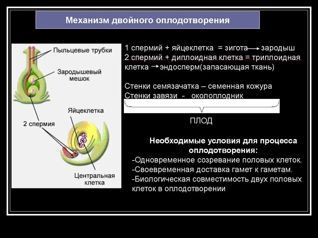 Как называют данный процесс пыльцевая трубка спермии. Механизм двойного оплодотворения. Механизм двойного оплодотворения у растений. Двойное оплодотворение у цветковых растений. Схема двойного оплодотворения.