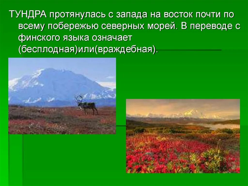 Найдите соответствие природная зона тундра. Тундра презентация. Проект про тундру. Зона тундры протянулась. Тундра слайд.