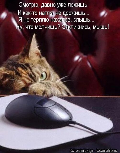 котик с мышкой комп. котик за компьютером. кошка и компьютер. поймать мышку. кошка и компьютерная мышь.