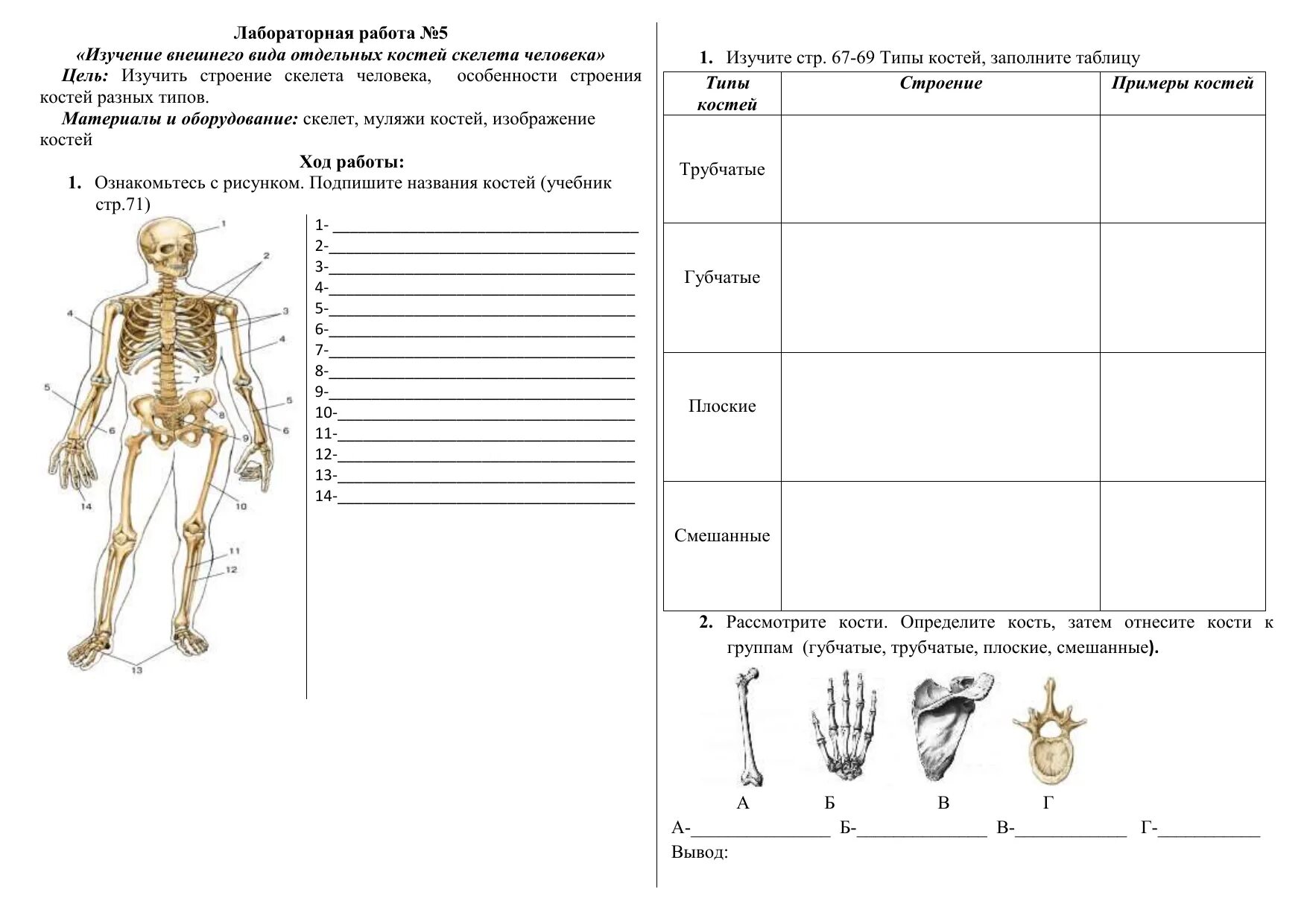 Лабораторная работа 9 по биологии 8 класс. Строение костей ЛР изучение строения костей. Лабораторная работа изучение строения. Лабораторная работа изучение строения скелета человека.