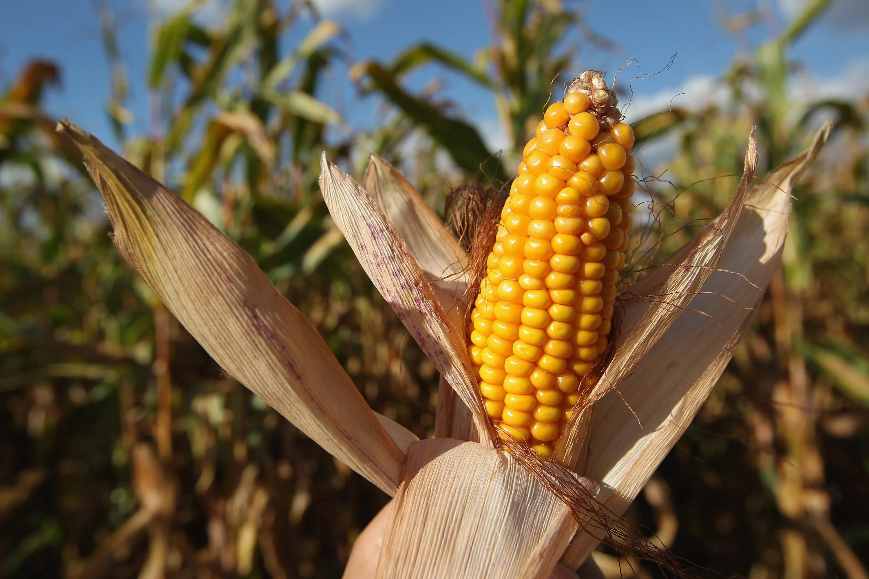 Фото кукурузы. Соцветие початок кукурузы. Бель початков кукурузы. Кукуруза обыкновенная соцветие початок. Кукуруза это зерновая культура.