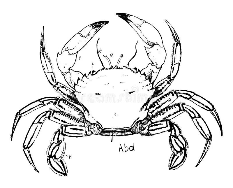 Краб чертеж. Краб раскраска. Краб карандашом. Краб раскраска для детей. Краб эскиз.