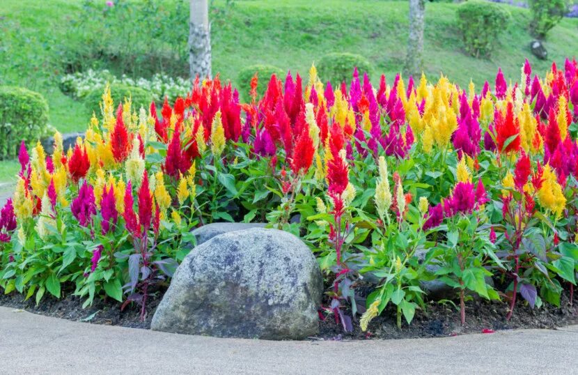Целозия перистая плюмаж. Целозия перистая глориас микс. Целозия серебристая перистая. Целозия фламандец. Целозия перистая выращивание из семян.