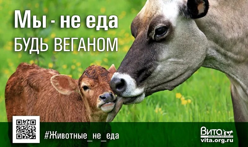 Животные не еда. Вегетарианство животные. Веганство защита животных. Плакаты веганов. Веган животное