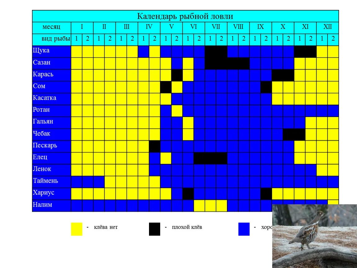 Схема клева. Рыбный календарь. Расписание рыбалки. Календарь рыбной ловли. Таблица клева.