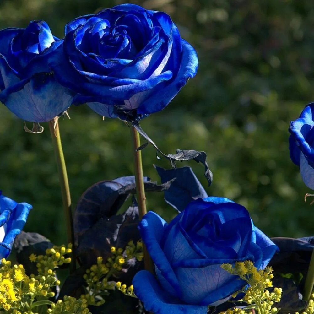 Голубой сад роз. Голубые розы Сантори.