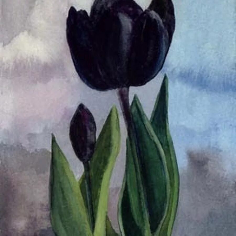 1964 Tulip Black. Тюльпаны черные ОРТ. Черный тюльпан. Темные тюльпаны. В черном тюльпане в стакане