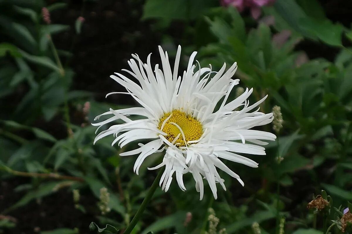 ромашка махровая многолетняя нивяник. ромашка камчатская. ромашка французская махровая. нивяник аглая (leucanthemum (s) aglaia). ромашка нивяник чашелистик.