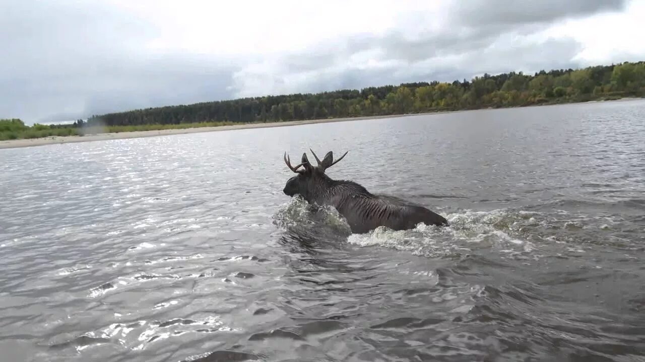 Лось плавает. Лось плывет. Лось купается. Река Лось. Лось море