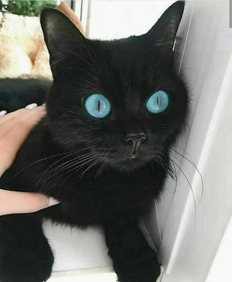 Охос азулес черный. Охос азулес кошка черная. Черный кот с голубыми глазами. Череый кои с нрлубыми нлахами. Черная глазая