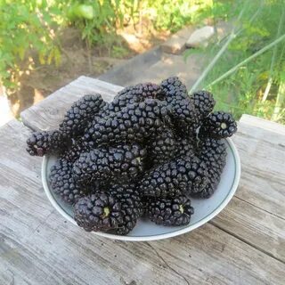 Похожа на ежевику