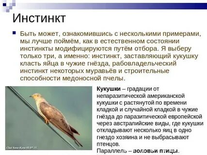 Инстинкт это в биологии 8 класс