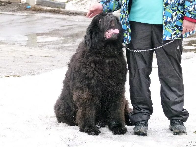 Ньюфаундленд Спесивцева. Ньюфаундленд вес. Выставки ньюфаундлендов 2022. Ньюфаундленд длина реки