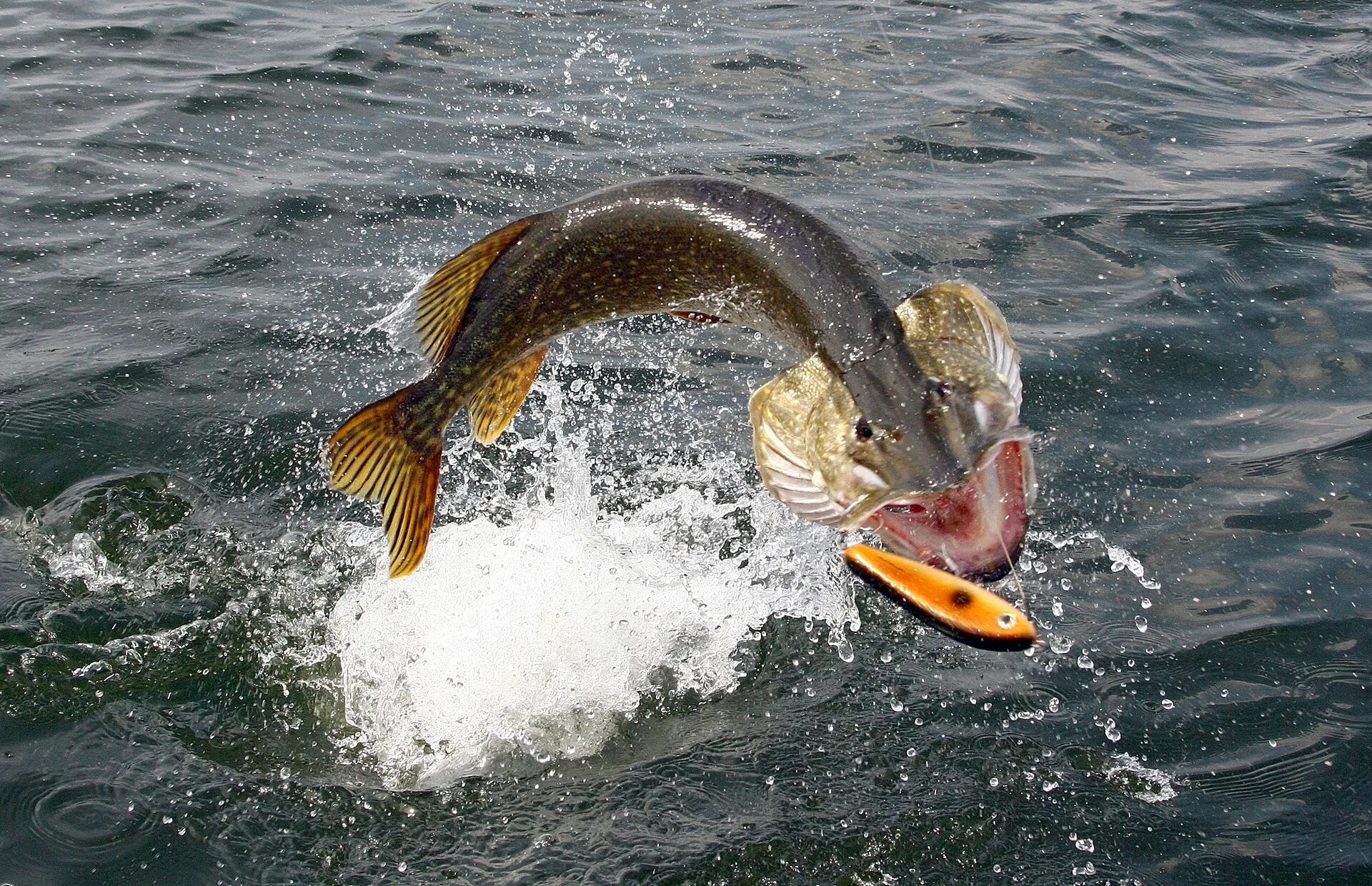 Рыба выпрыгивает из воды. Рыбалка на щуку. Щука атакует. Мелководье рыбы.