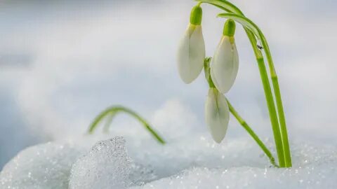 С первым днем весны картинки с подснежниками