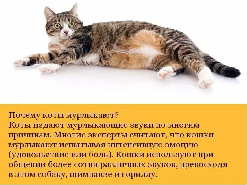 Почему кот странный. Факты о котах. интересное о котах. интересные сведения о котах. интересные факты о коте.