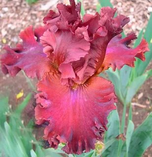 Iris home